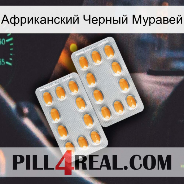 Африканский Черный Муравей cialis4.jpg